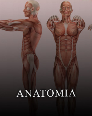 Anatomia